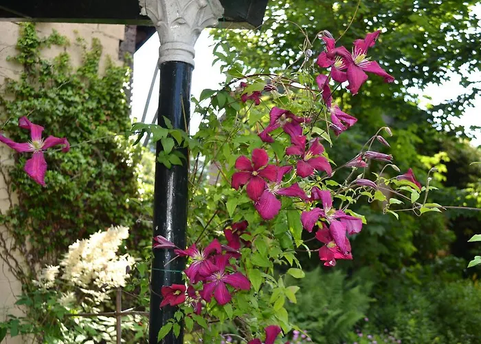 Elena سليناكين