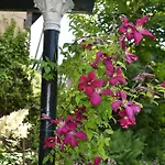 Elena سليناكين